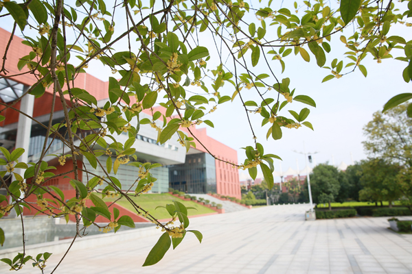 人如桂,香自来——中国·MK体育（恩波利）官方网站校园秋日掠影